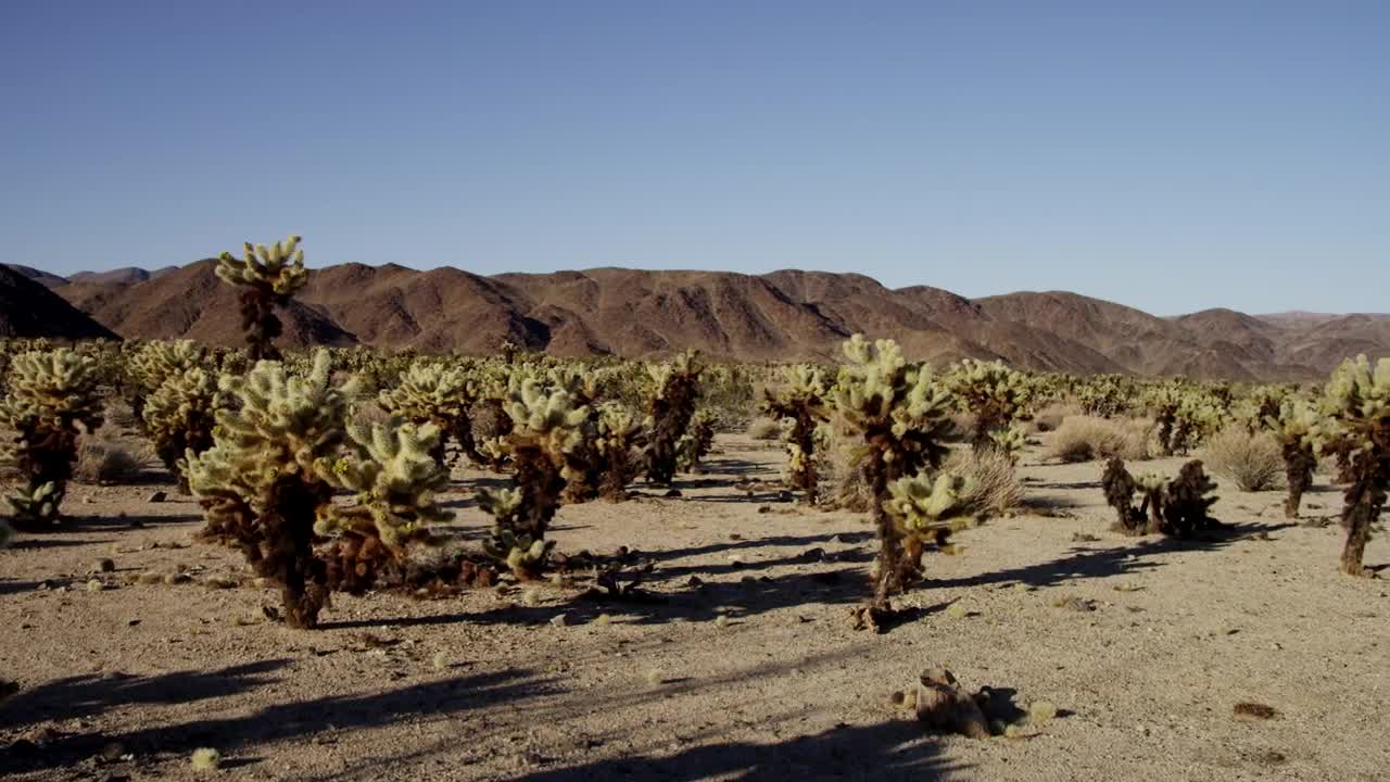 Stock Video Desert Full Of Cacti Live Wallpaper For PC