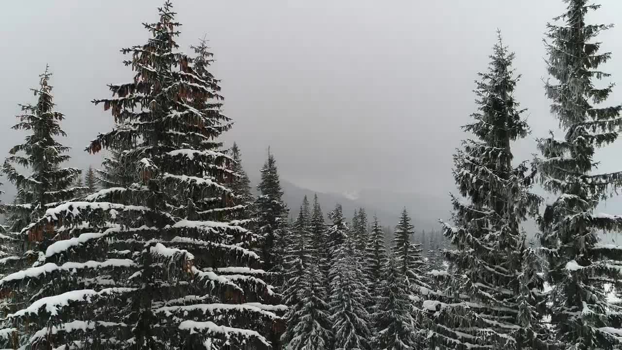 Stock Video Descendant Take In A Winter Forest Live Wallpaper For PC