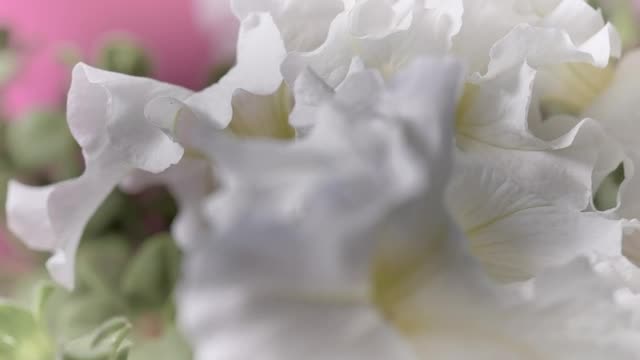 Stock Video Mixkit Flowers With Large White Petals Smal Live Wallpaper For PC