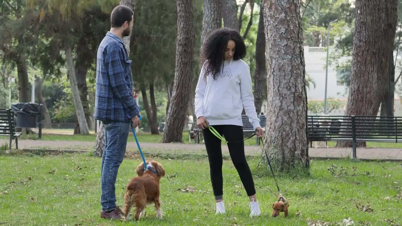 Stock Video Friends Chatting In A Park With One Dog Each Live Wallpaper For PC