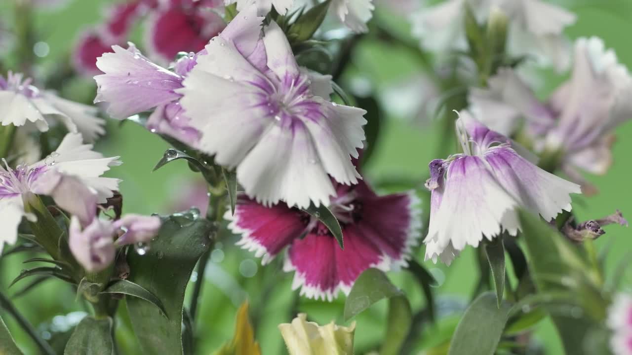 Stock Video Freshly Watered Lilac Flowers Live Wallpaper For PC