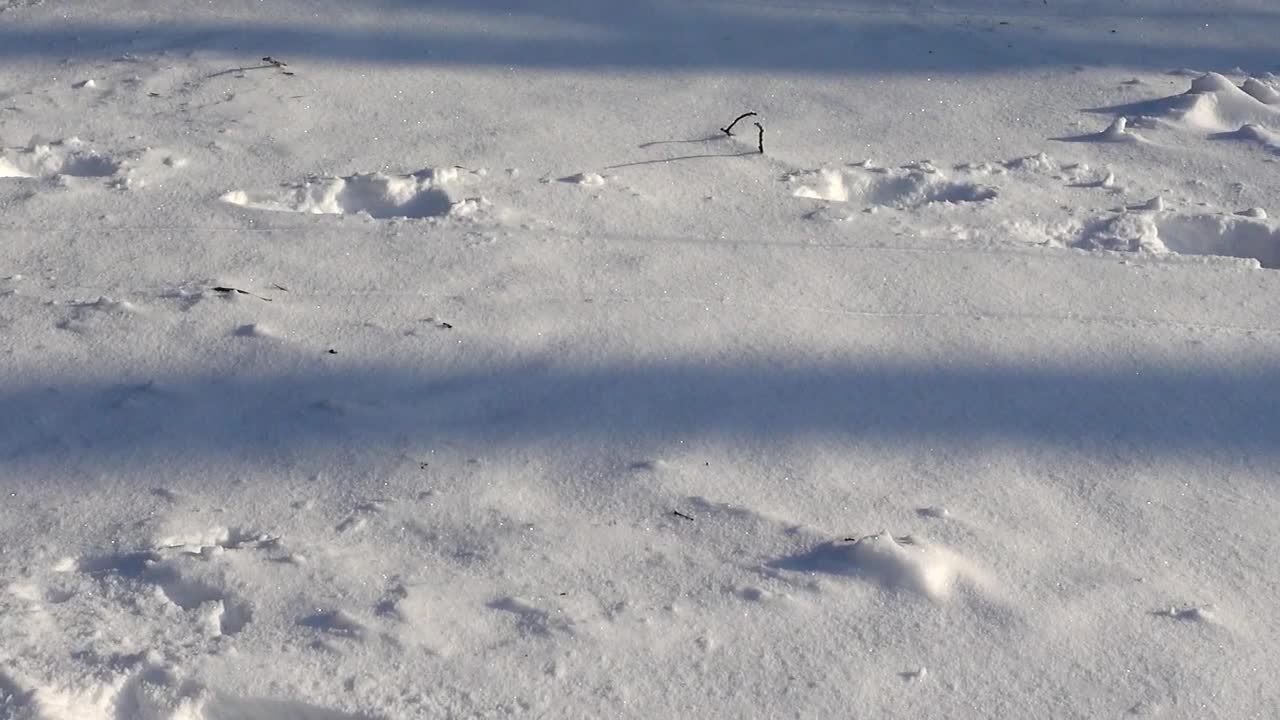 Stock Video Fresh Snow On The Ground Live Wallpaper For PC