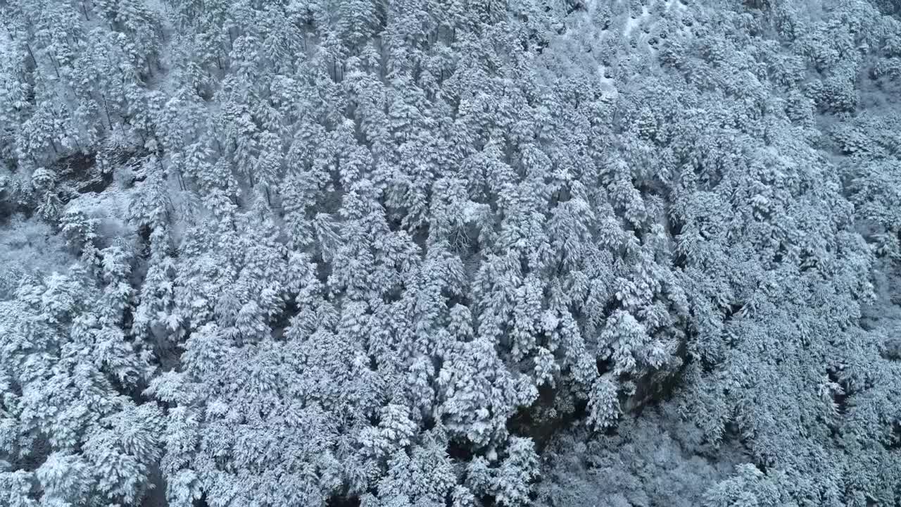 Stock Video Fresh Snow Covering A Deep Forest Live Wallpaper For PC