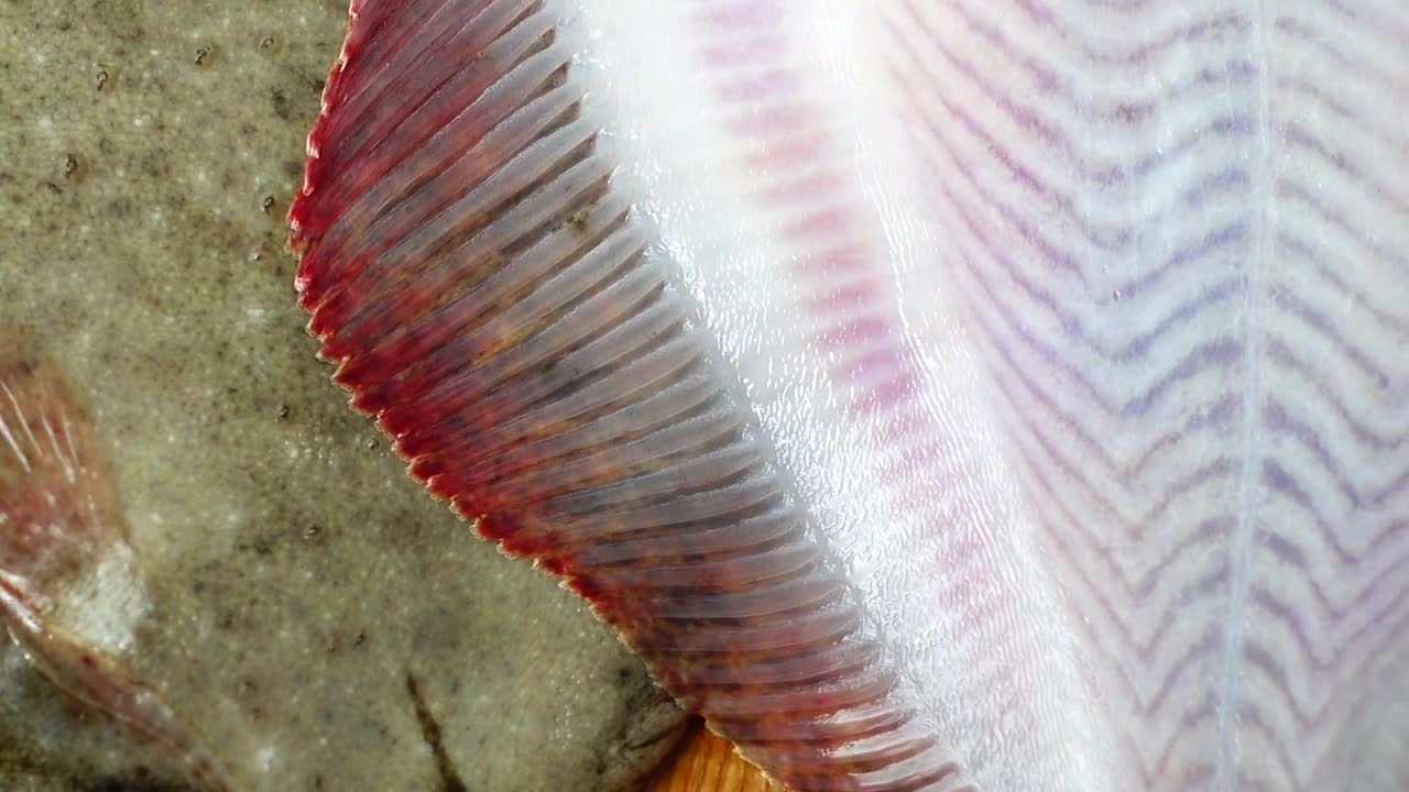 Stock Video Fresh Fish Fillets Live Wallpaper For PC