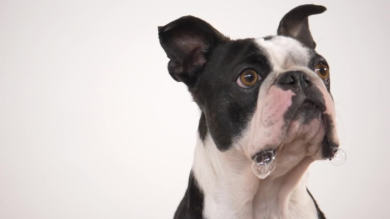 Stock Video French Bulldog Eating A Treat In Slow Motion Live Wallpaper For PC