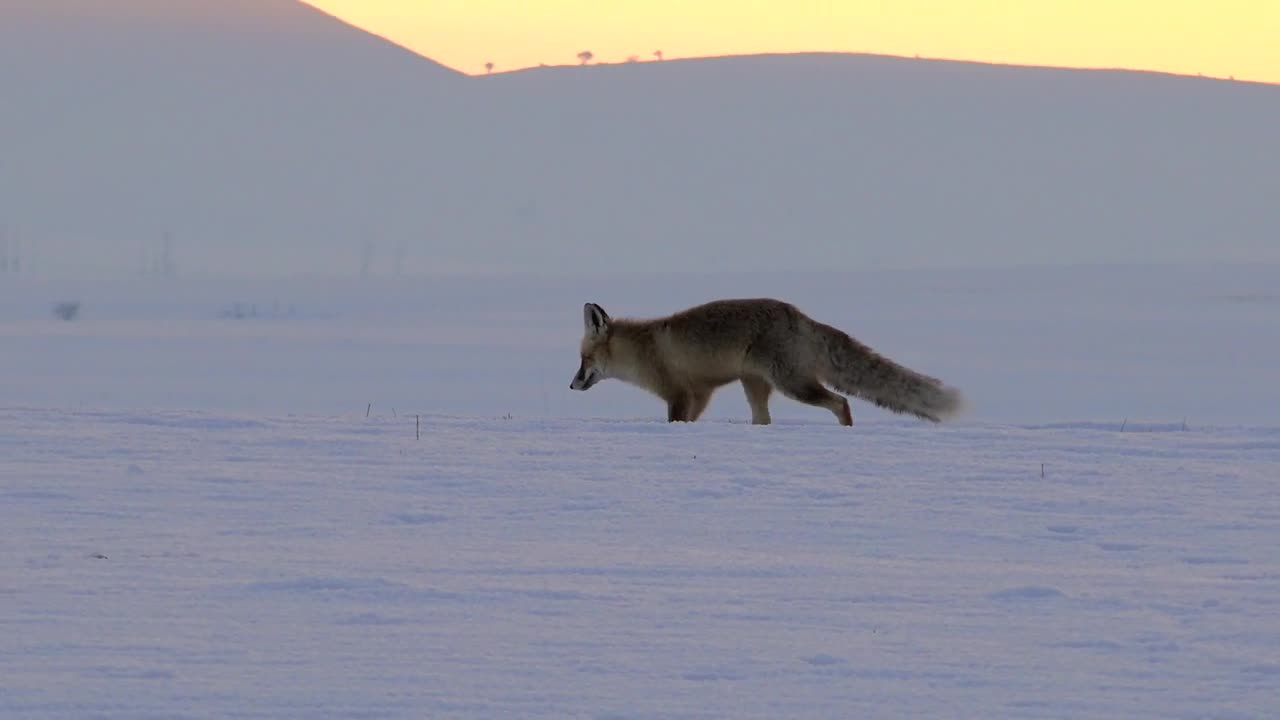 Stock Video Fox Running In The Snow Live Wallpaper For PC