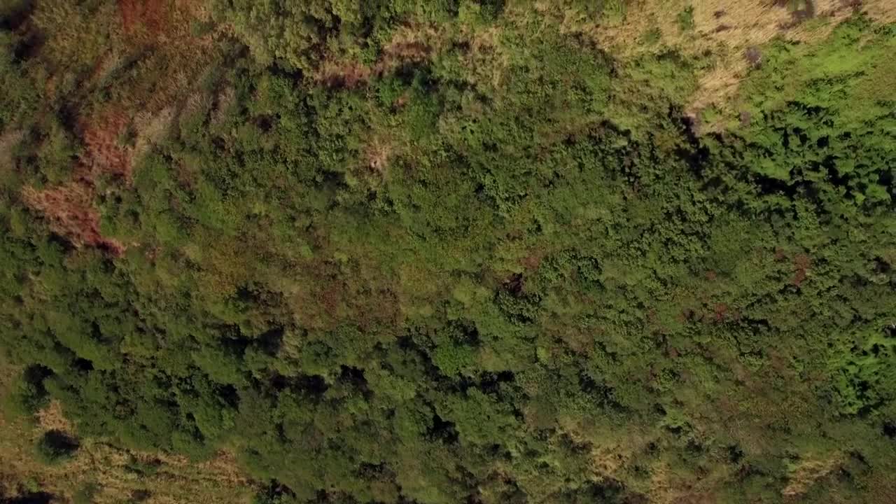 Stock Video Forests Growing Up The Side Of A Mountain Live Wallpaper For PC