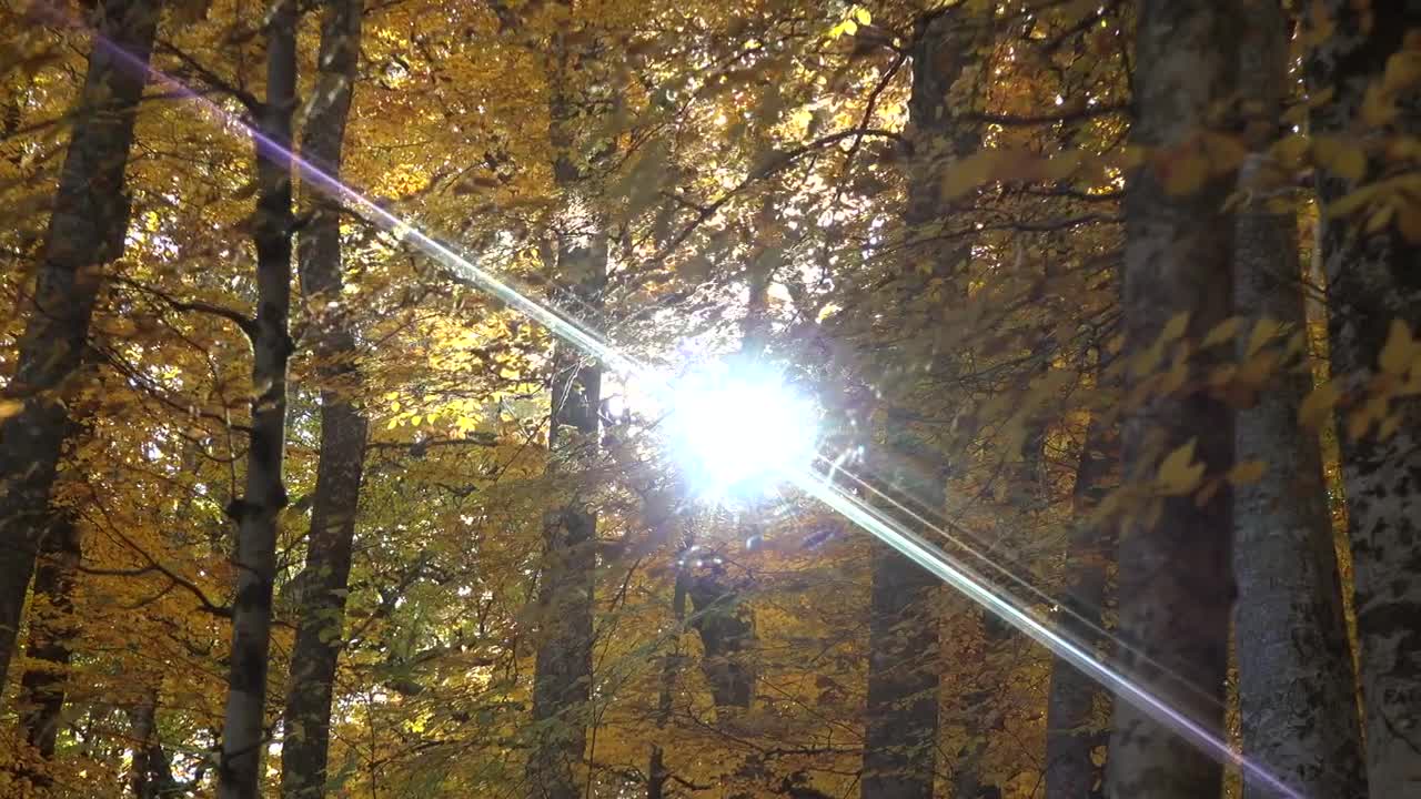 Stock Video Forest With Yellow Leaves In Autumn Live Wallpaper For PC