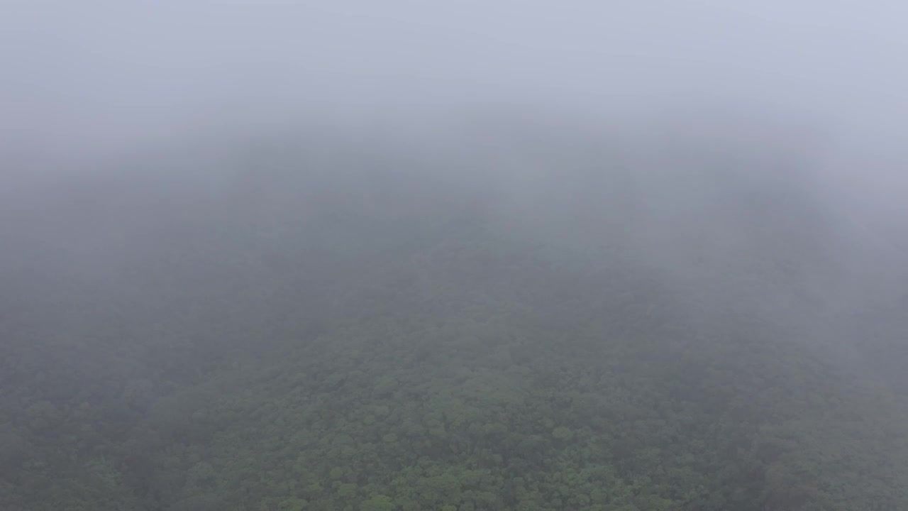 Stock Video Forest With Mist Above Live Wallpaper For PC