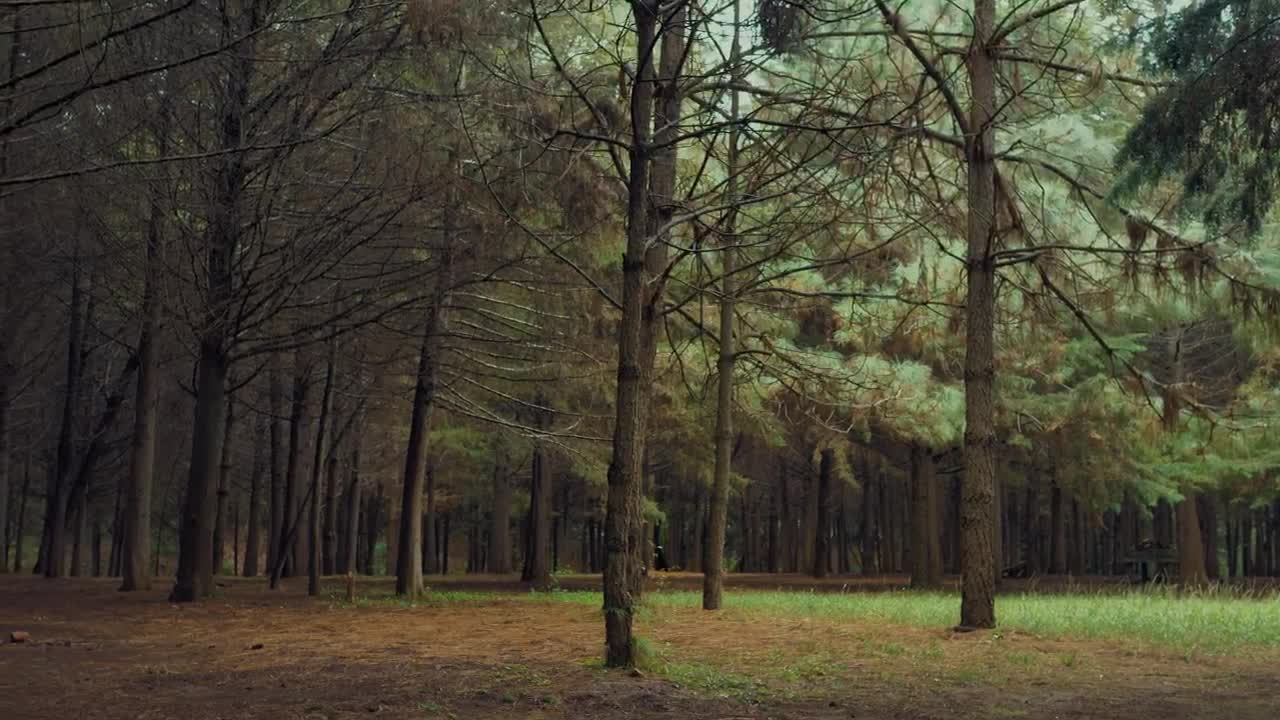 Stock Video Forest With Leafless Trees Live Wallpaper For PC