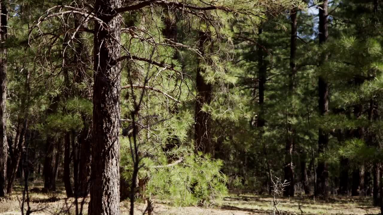 Stock Video Forest With Abundant Trees Live Wallpaper For PC