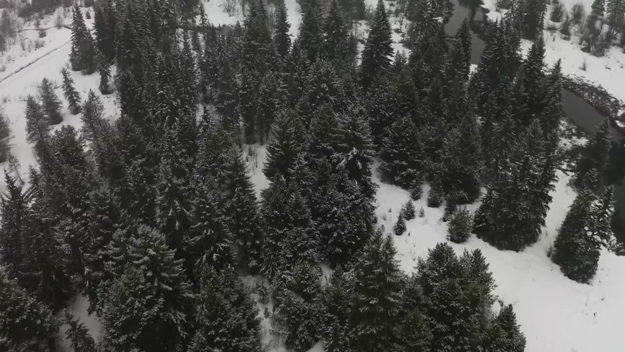 Stock Video Forest With A River During Winter Live Wallpaper For PC