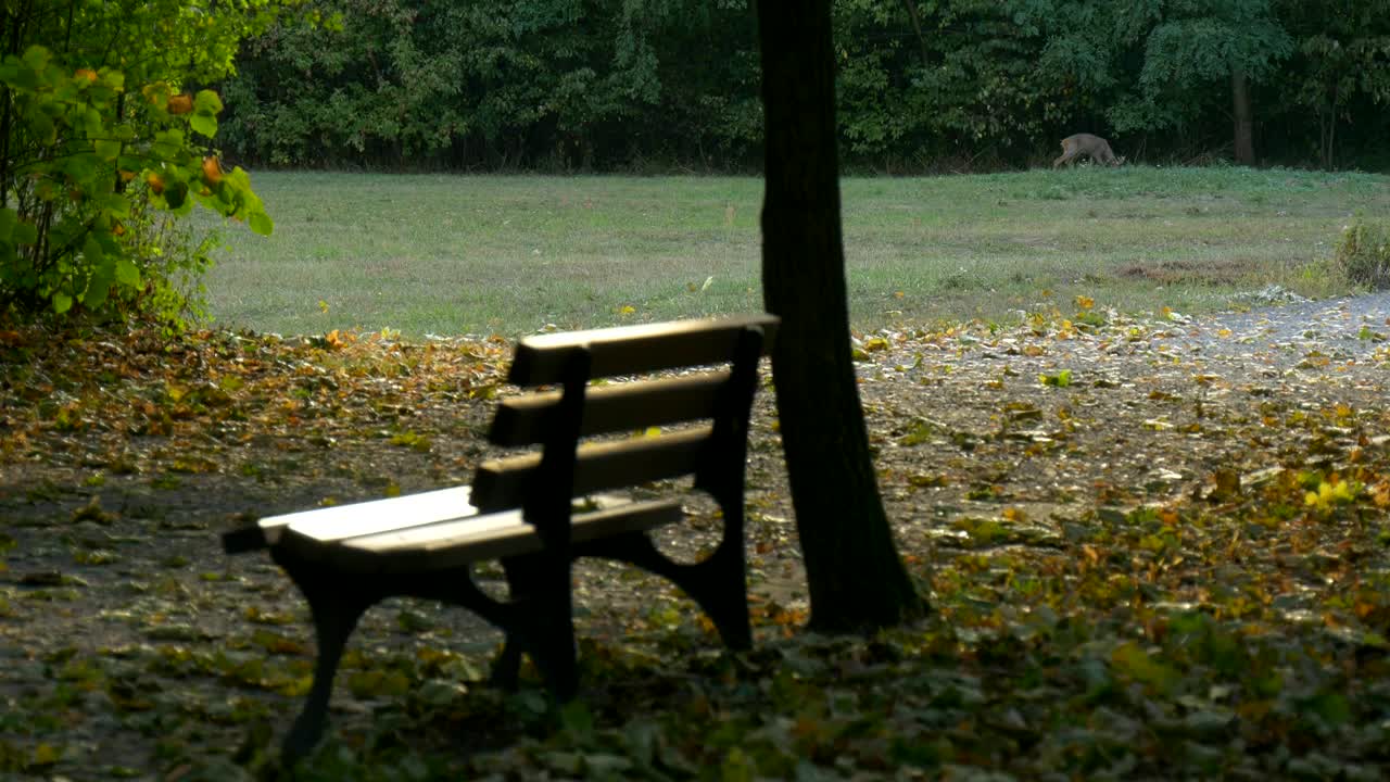 Stock Video Forest With A Bench And A Deer In The Distance Live Wallpaper For PC