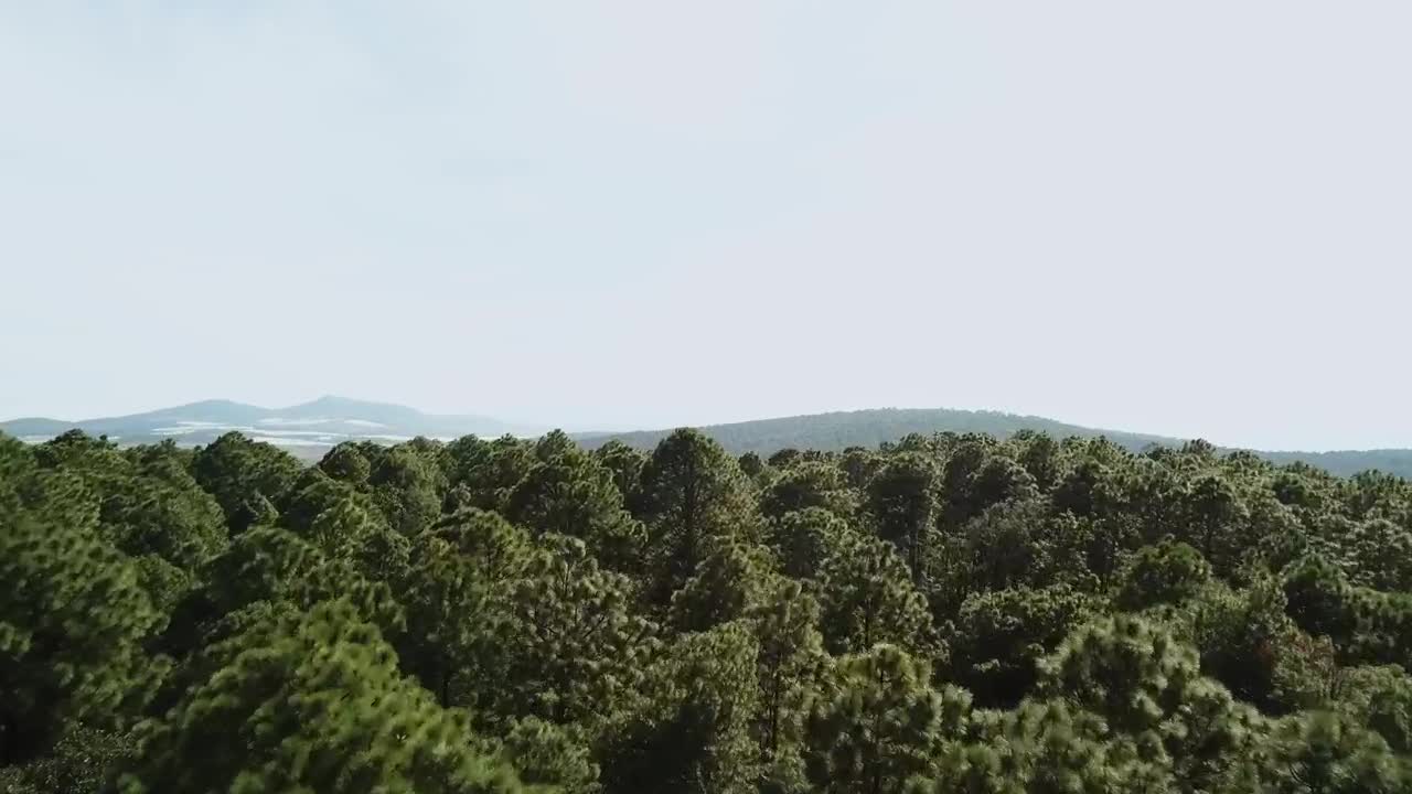 Stock Video Forest Treetops Live Wallpaper For PC