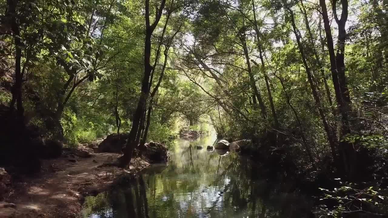 Stock Video Forest Stream In The Sunlight Live Wallpaper For PC