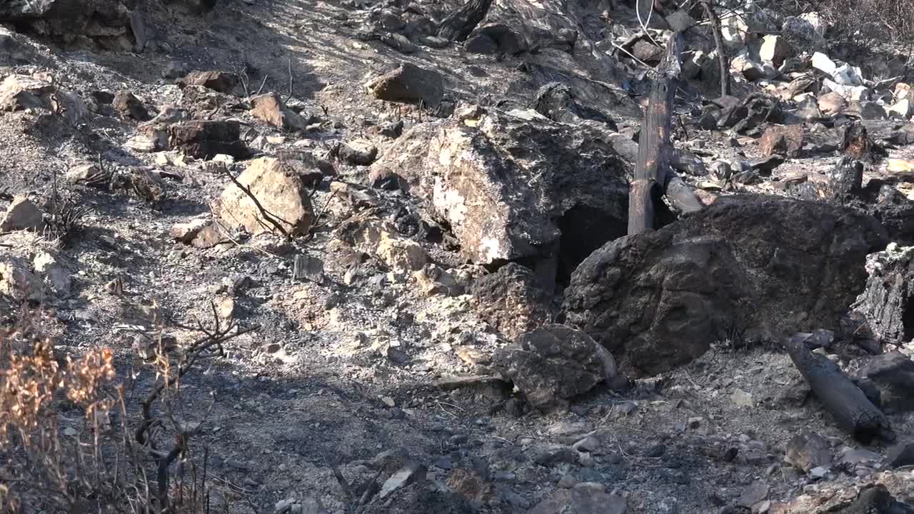 Stock Video Forest Soil After The Fire Live Wallpaper For PC