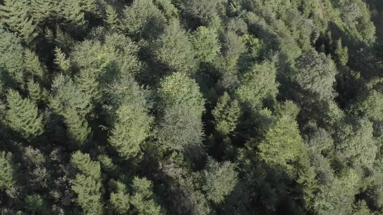 Stock Video Forest Scenery Live Wallpaper For PC