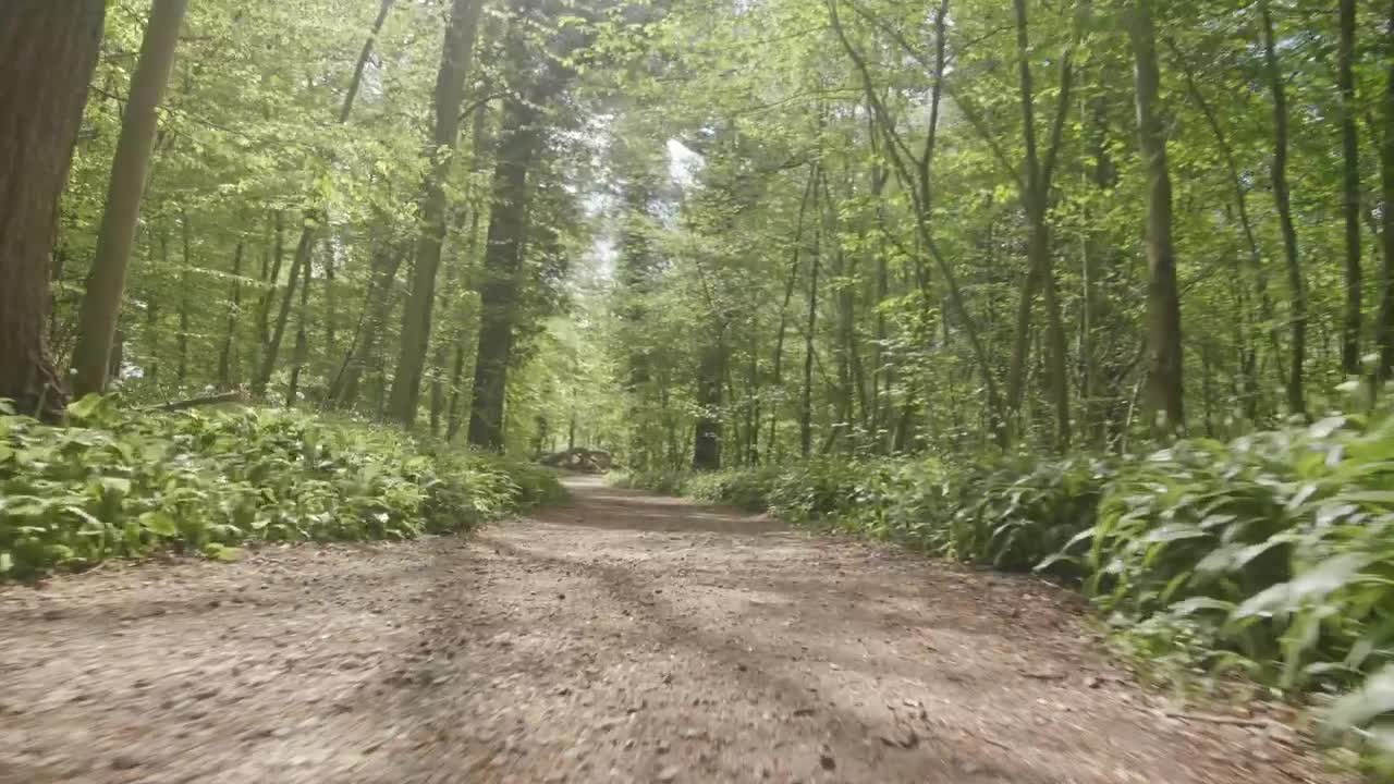 Stock Video Forest Running Trail In Summer Live Wallpaper For PC