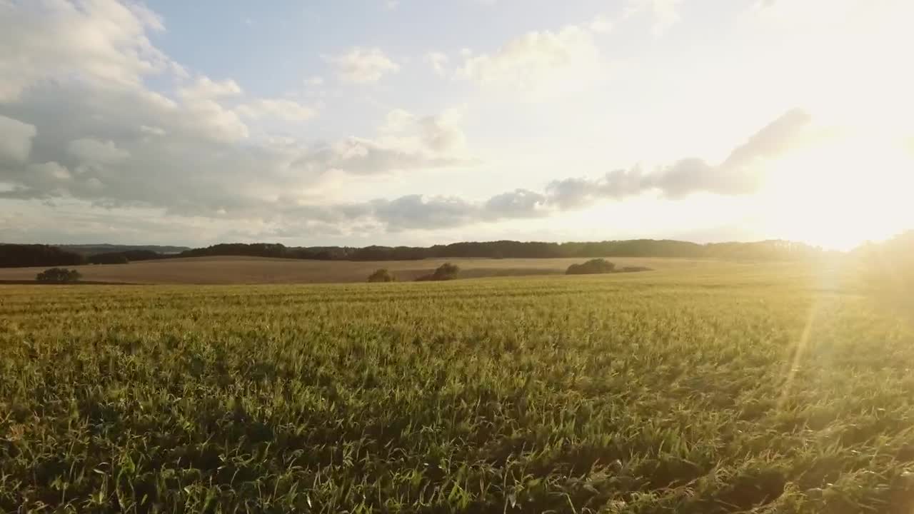 Stock Video Forest On The Horizon Live Wallpaper For PC