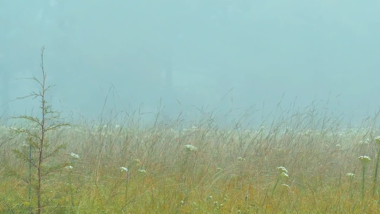 Stock Video Forest Of Narrow Trees Live Wallpaper For PC