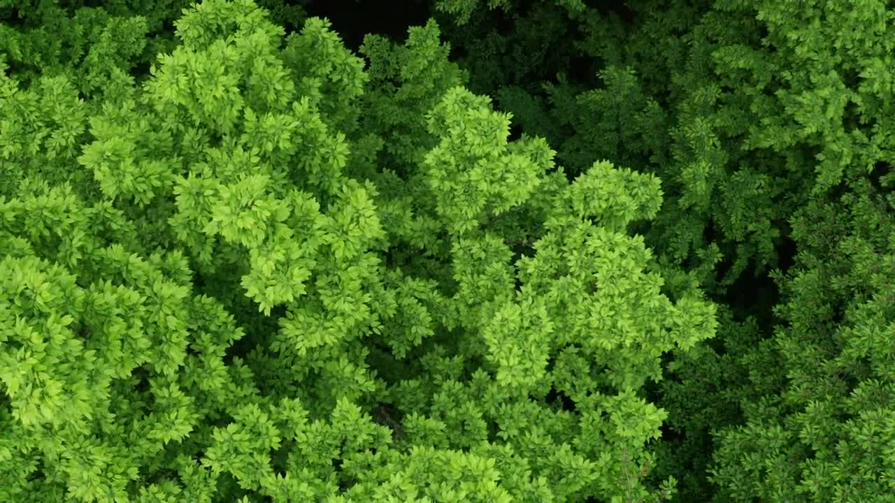 Stock Video Forest Of Dense Trees From The Heights Live Wallpaper For PC