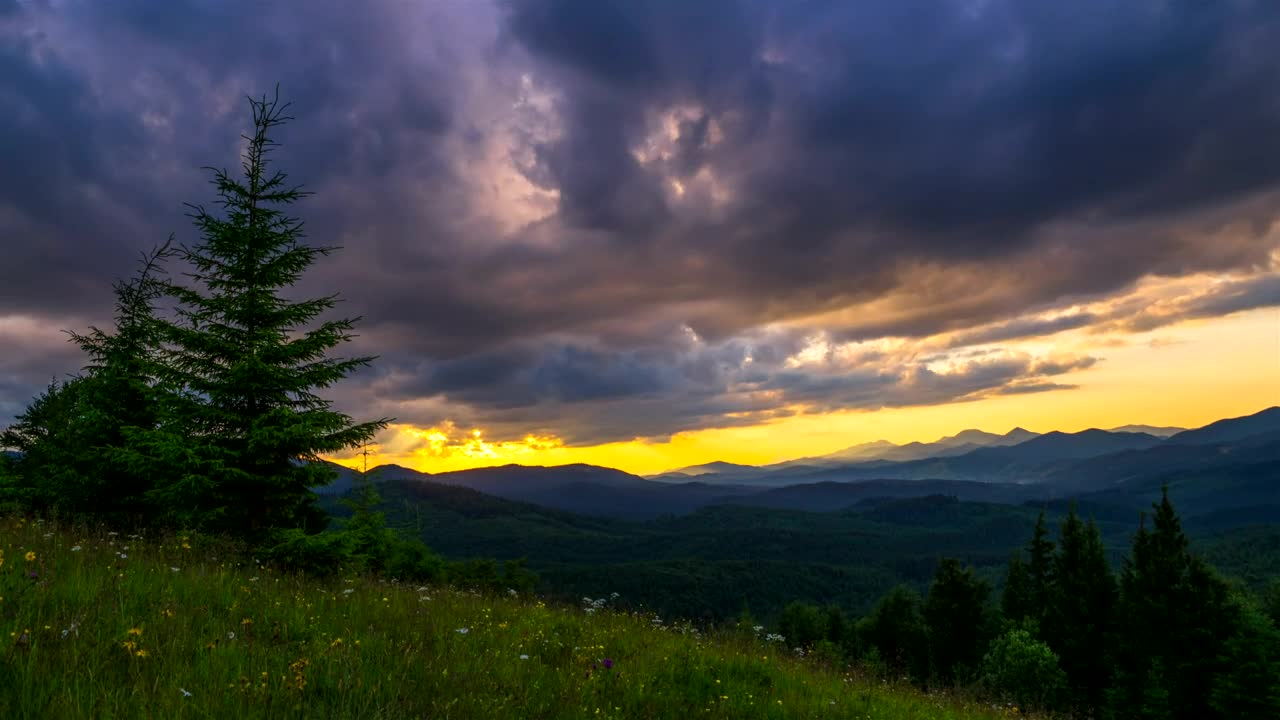 Stock Video Forest Landscape With Cloudy Sky Live Wallpaper For PC