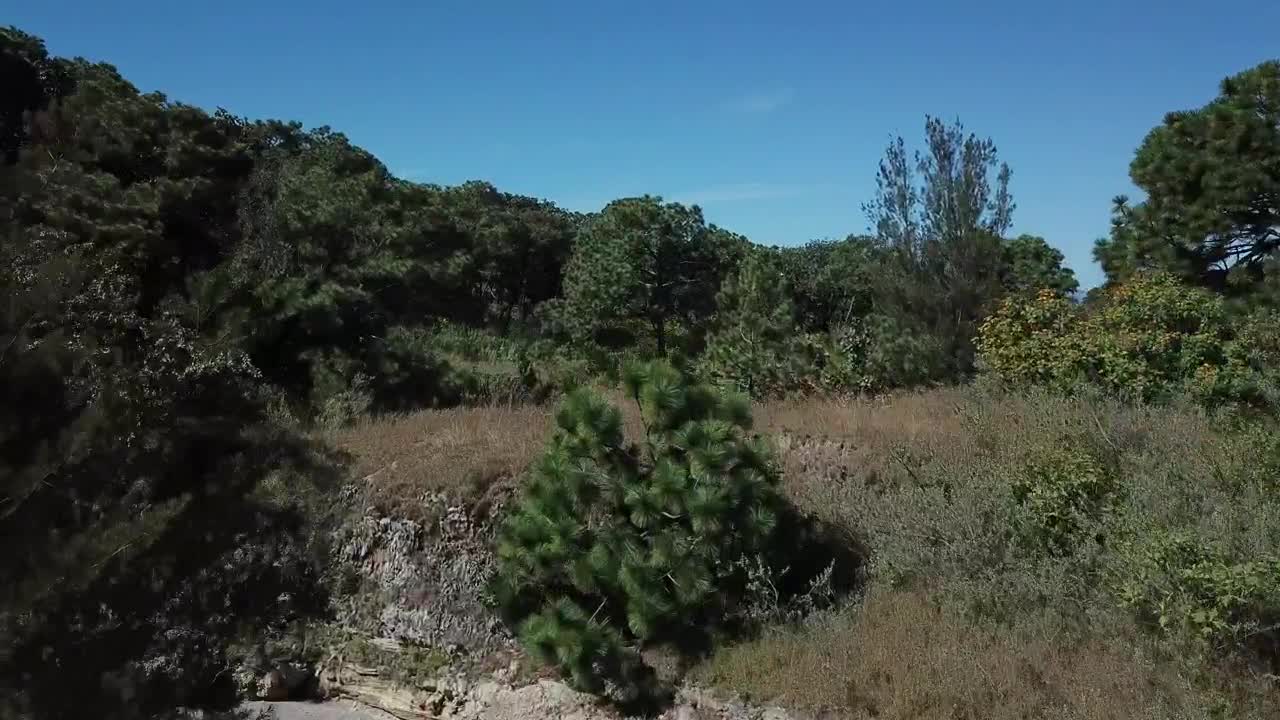 Stock Video Forest Landscape Live Wallpaper For PC