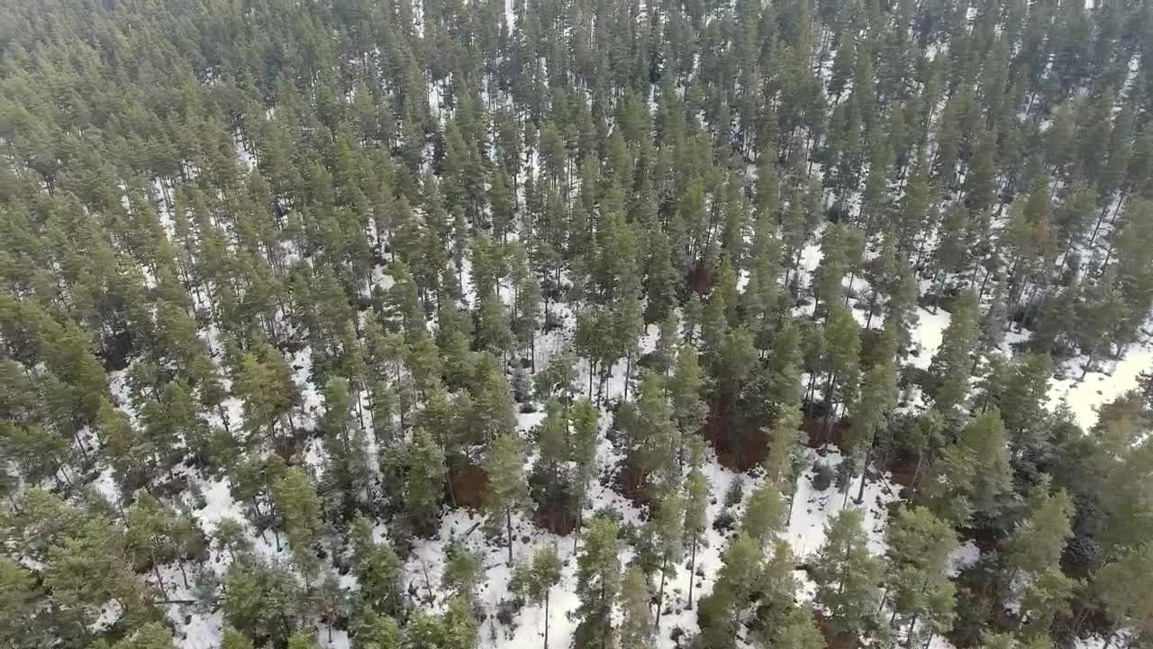 Stock Video Forest In The Winter Morning Live Wallpaper For PC