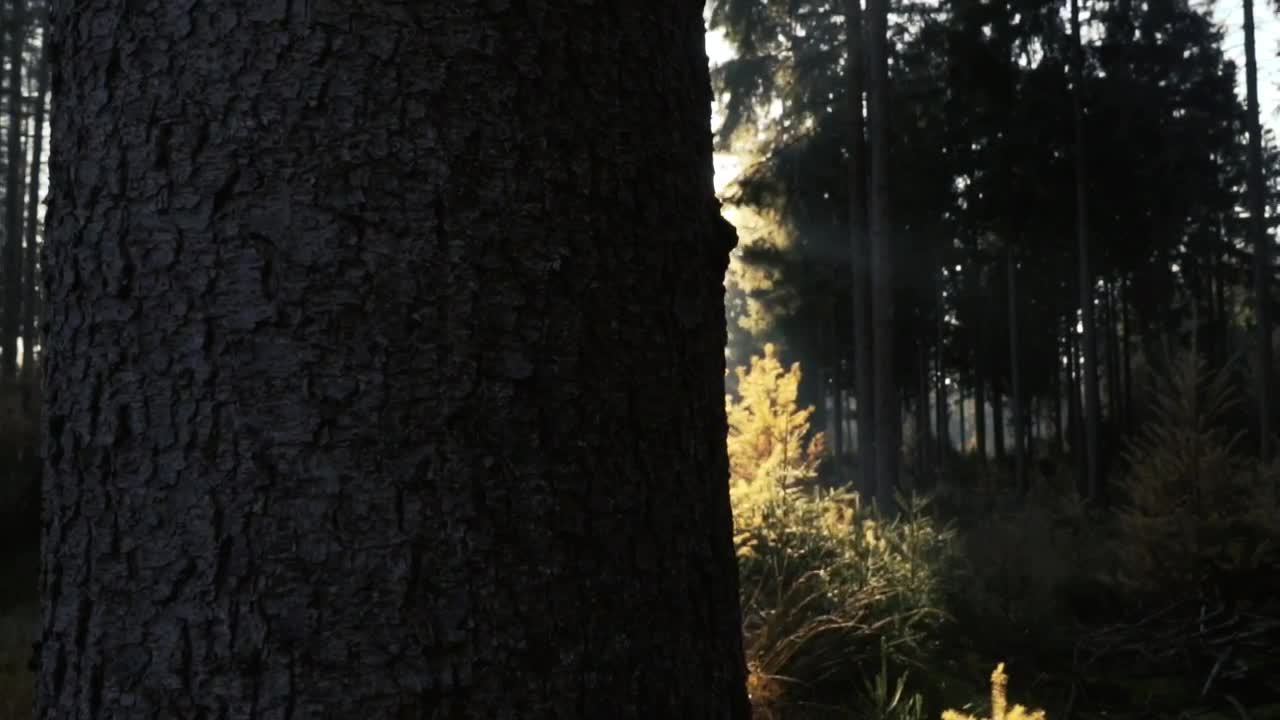 Stock Video Forest In The Sunlight Live Wallpaper For PC