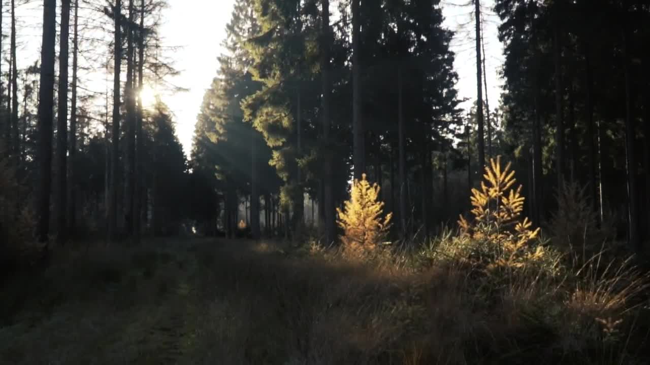 Stock Video Forest Illuminated By The Suns Rays Live Wallpaper For PC