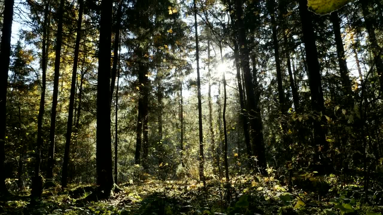 Stock Video Forest Full Of Plants Landscape Live Wallpaper For PC