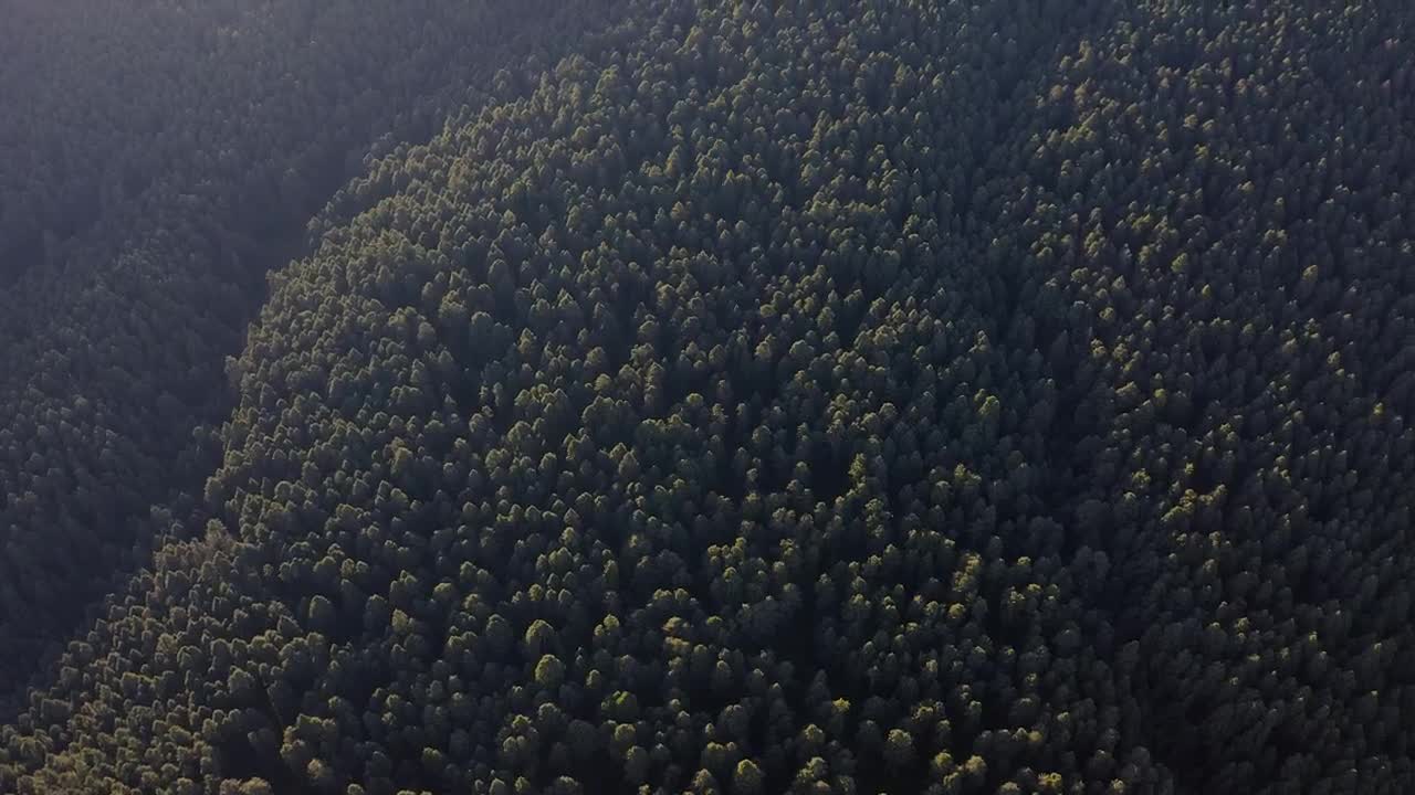 Stock Video Forest Full Of Trees Live Wallpaper For PC