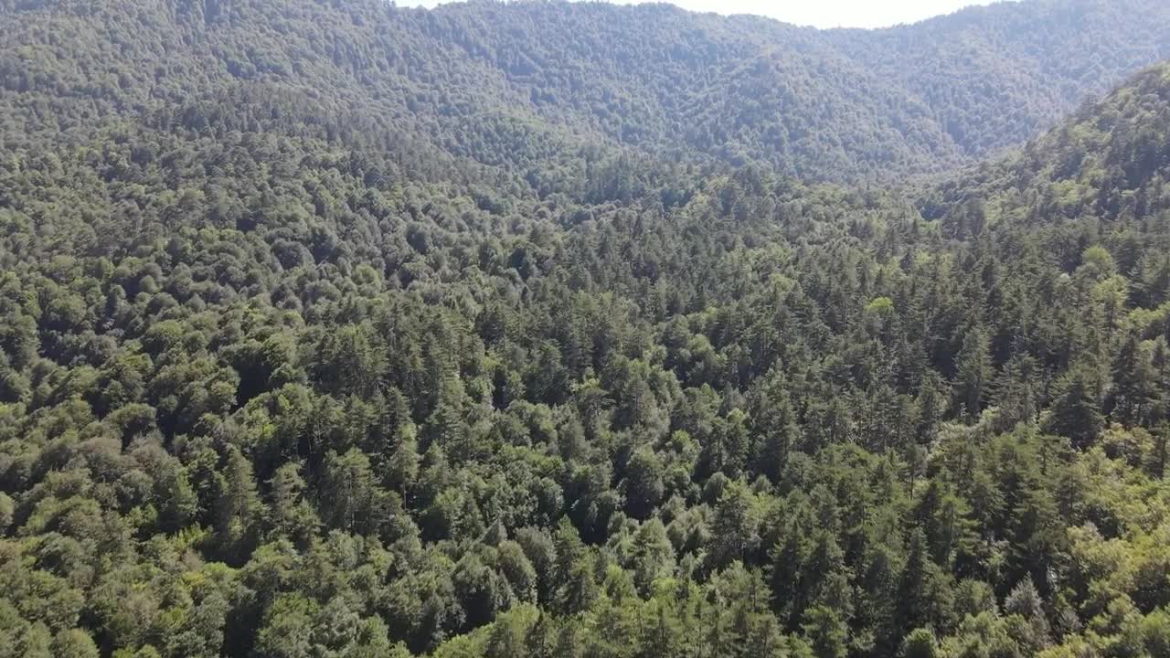 Stock Video Forest Full Of Green Trees In A Mountain Range Live Wallpaper For PC