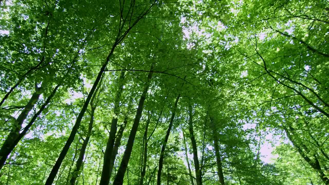 Stock Video Forest During The Summer Live Wallpaper For PC