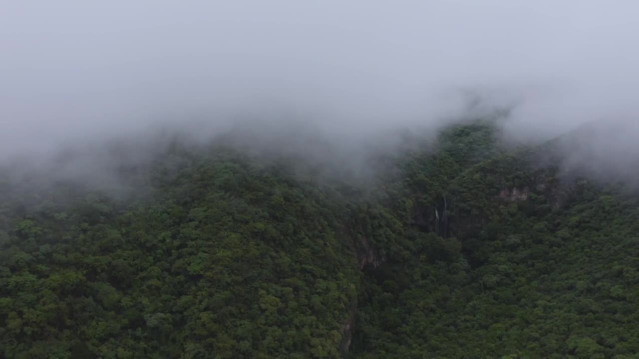Stock Video Forest Disappearing In The Fog Live Wallpaper For PC