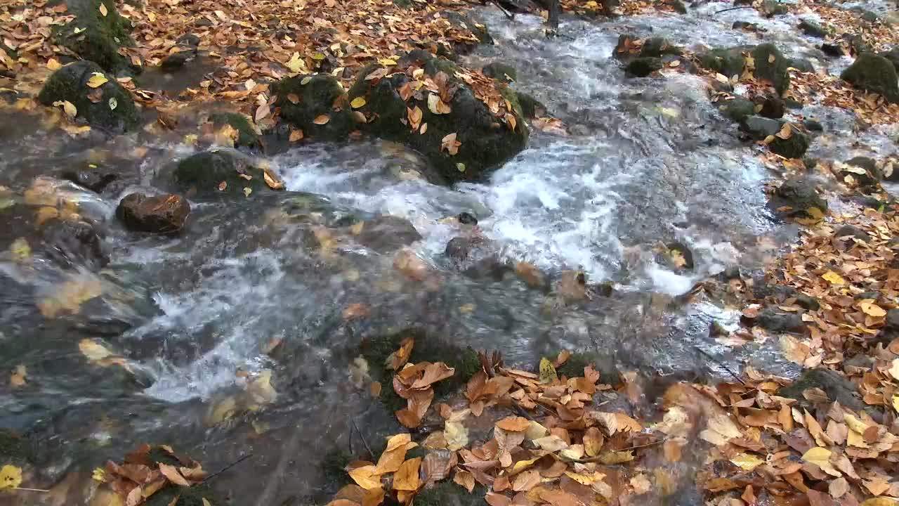 Stock Video Forest Creek In Autumn Live Wallpaper For PC