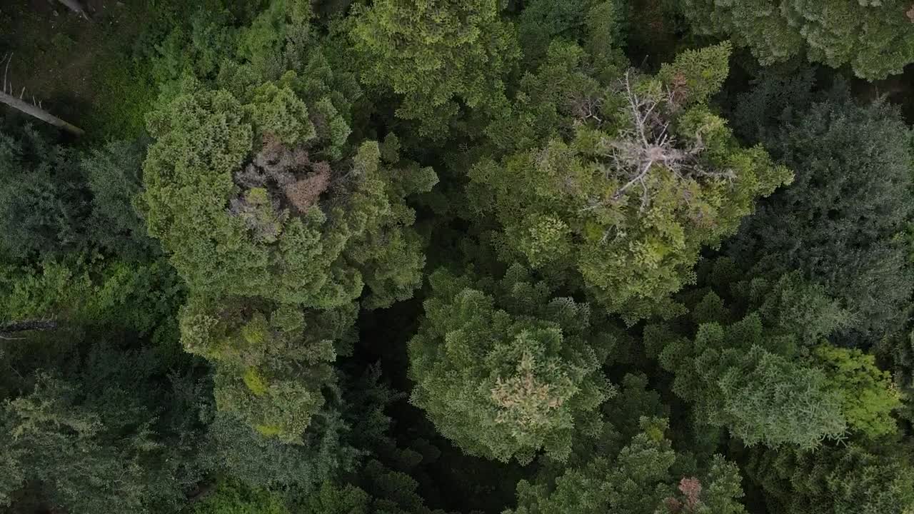 Stock Video Forest Covered With Trees And Vegetation Live Wallpaper For PC