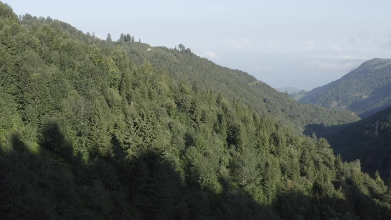 Stock Video Forest Covered Hills Live Wallpaper For PC