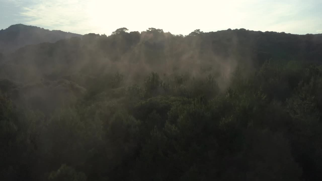 Stock Video Forest Covered By A Mist Seen From The Air Live Wallpaper For PC