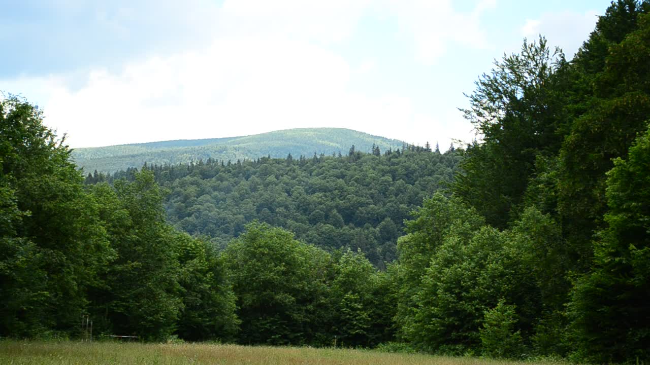 Stock Video Forest Clearing In The Mountains Live Wallpaper For PC