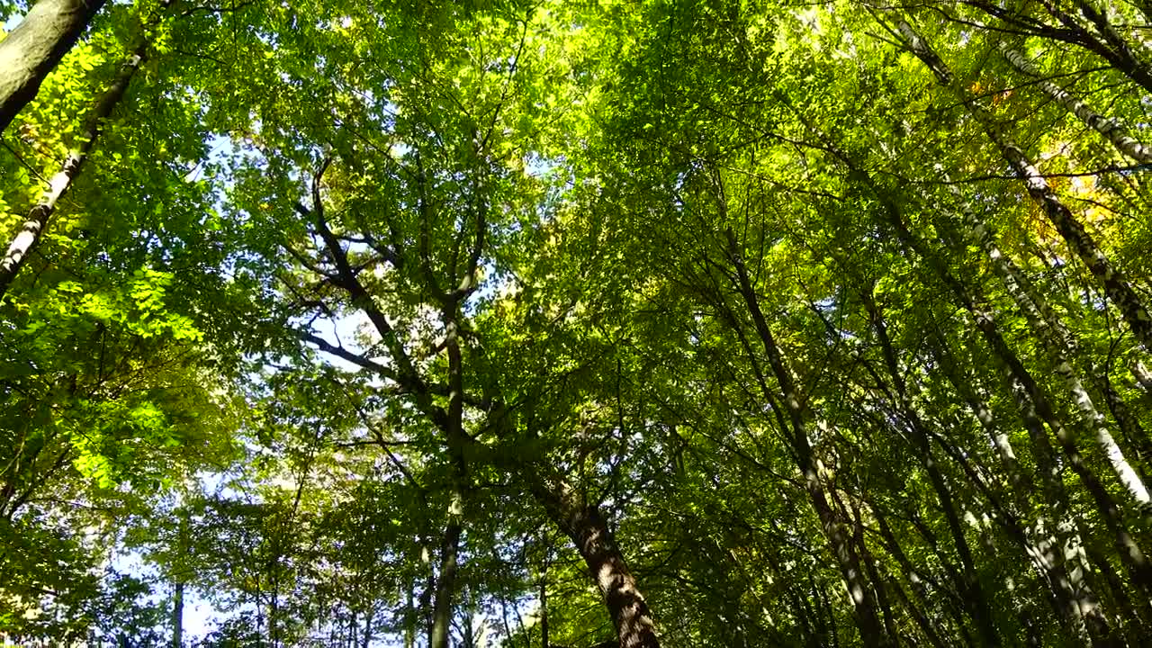 Stock Video Forest Before The Fall Live Wallpaper For PC