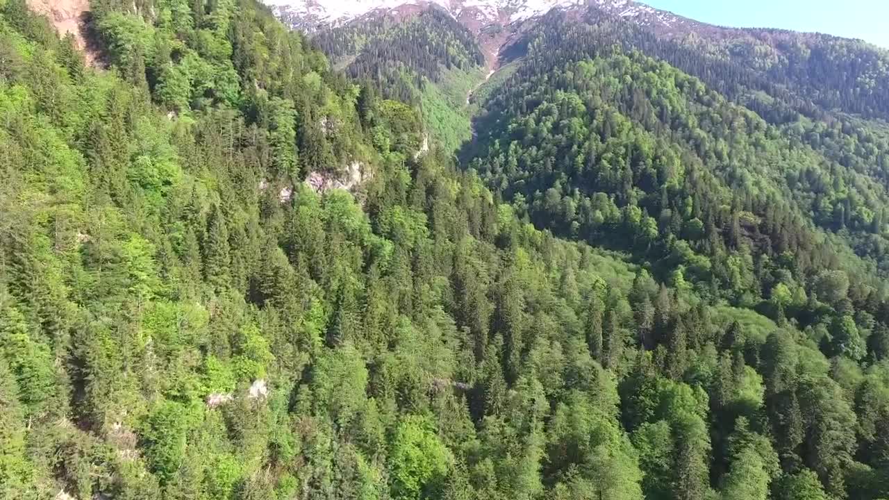 Stock Video Forest And Mountain Landscape Live Wallpaper For PC