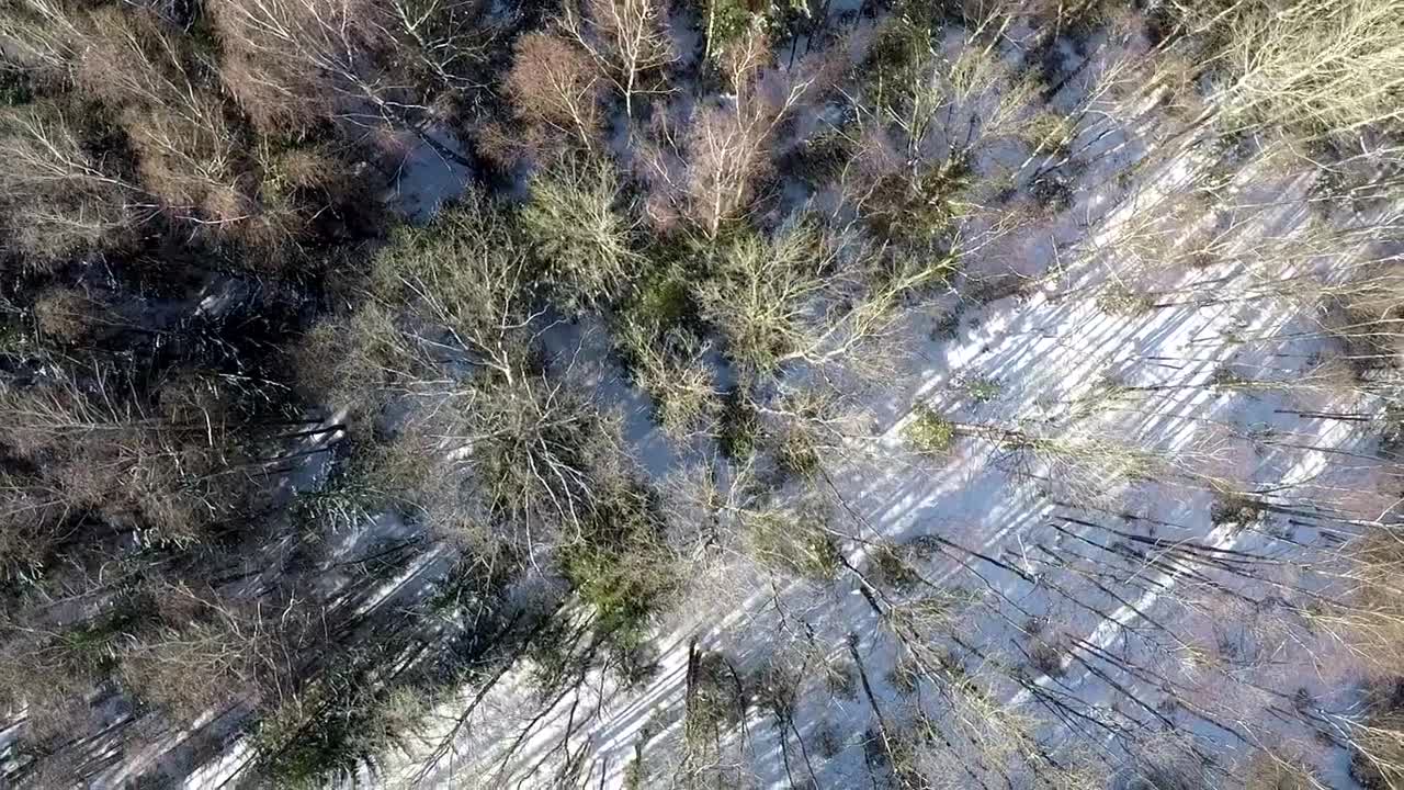 Stock Video Forest After Snow Has Fallen Live Wallpaper For PC