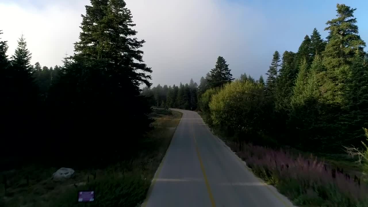 Stock Video Following A Forest Road Live Wallpaper For PC