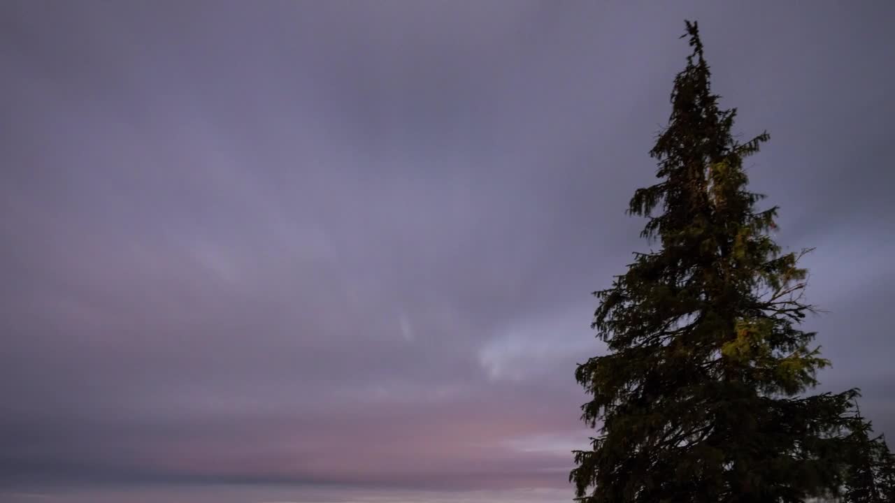 Stock Video Foggy Sky During A Starry Night In The Forest Live Wallpaper For PC