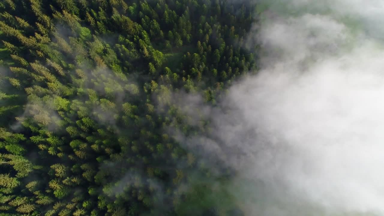 Stock Video Foggy Pine Forest Top Aerial Shot Live Wallpaper For PC
