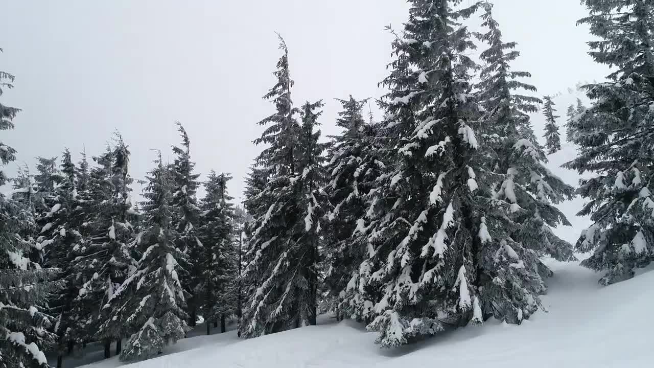 Stock Video Foggy Environment In Winter Mountains Live Wallpaper For PC