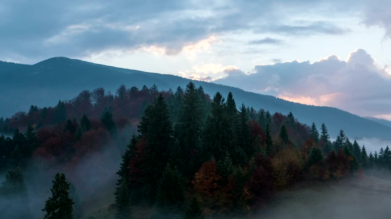 Stock Video Foggy Autumn Forest In The Morning Live Wallpaper For PC