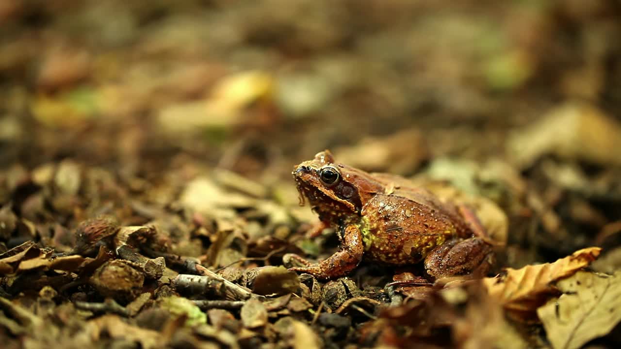 Stock Video Fog Sitting On A Forest Floor Live Wallpaper For PC
