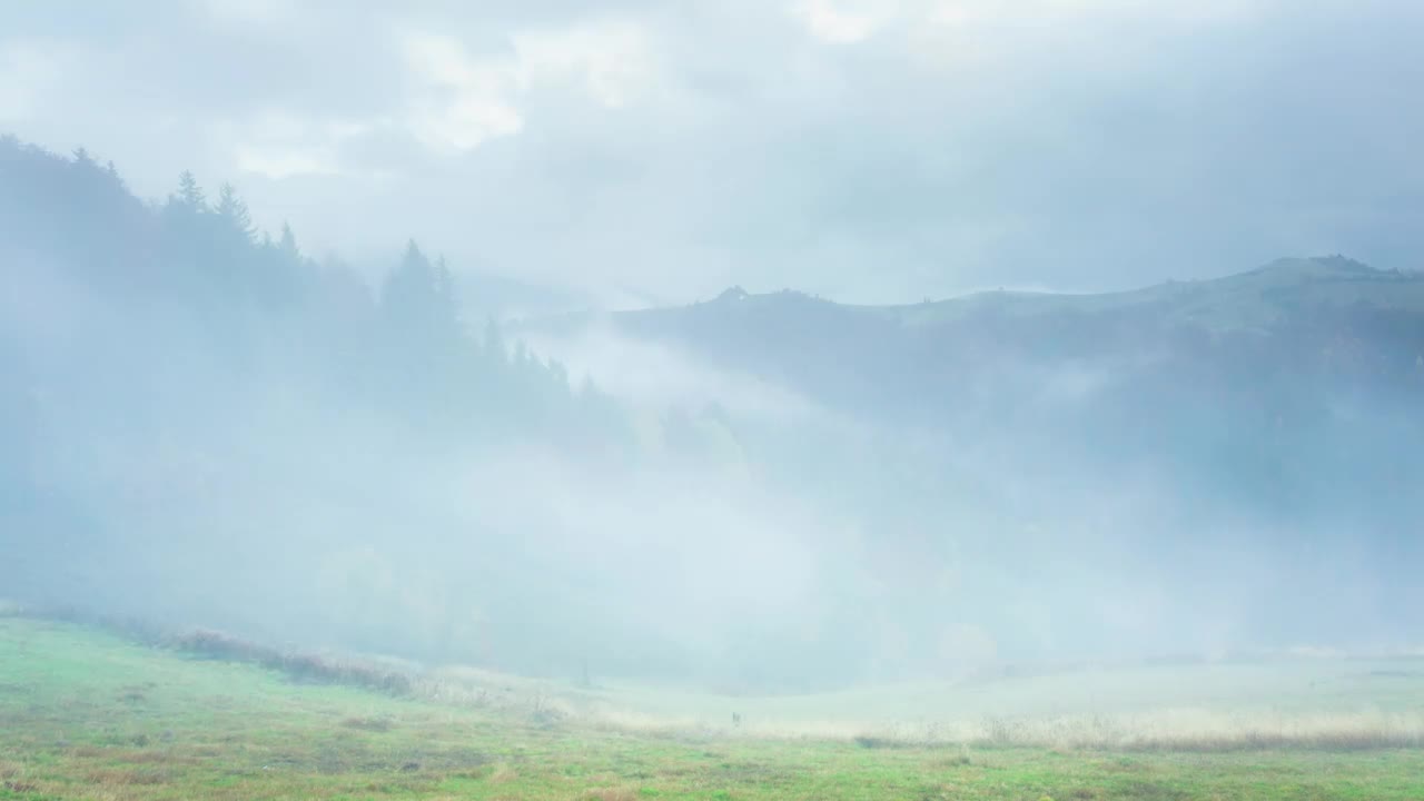 Stock Video Fog Covering An Autumnal Forest Time Lapse Live Wallpaper For PC